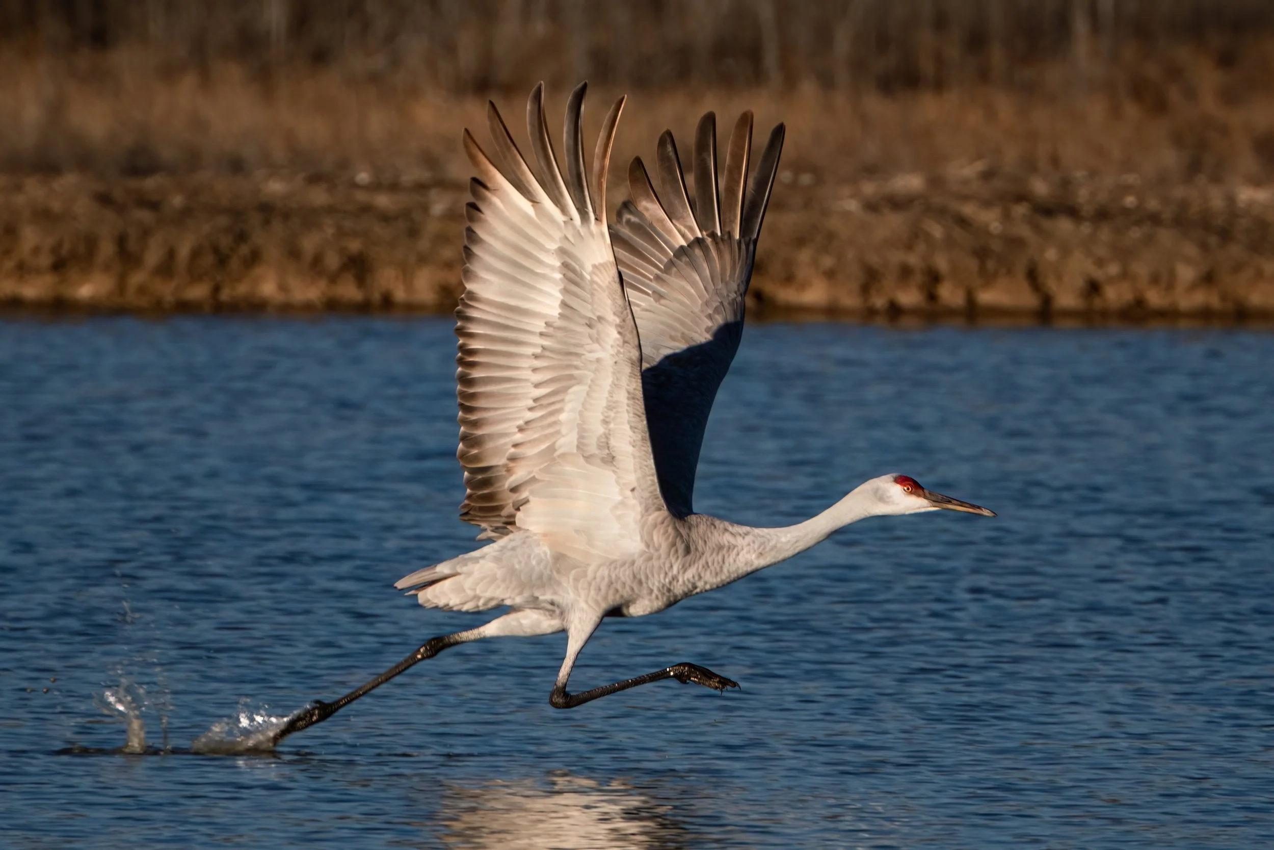 BOSQUE DEL APACHE WILDLIFE REFUGE — Mark Schumann Photography